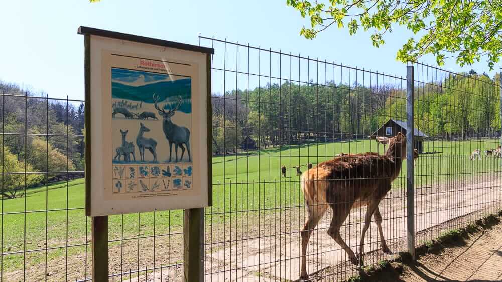 Rothirsche im Im Wildpark Völlinghausen am Möhnesee