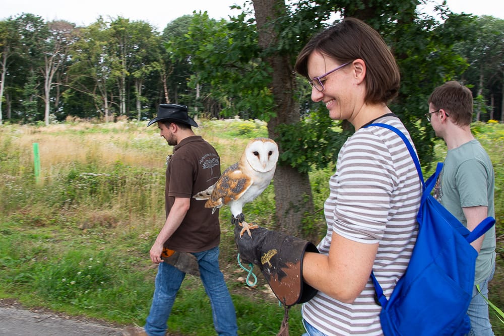 Ein Greifvogel Spaziergang mit einer Schleiereule im Sauerland